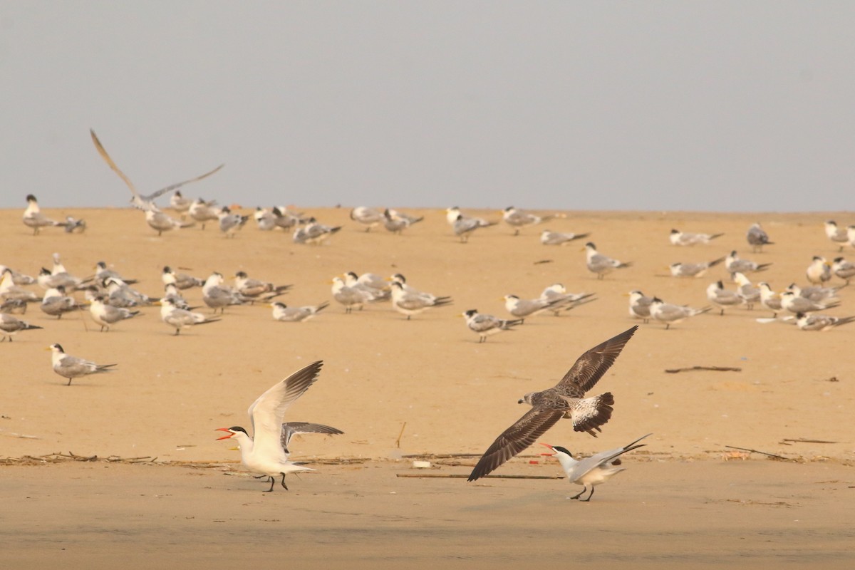 Caspian Tern - ML623068348