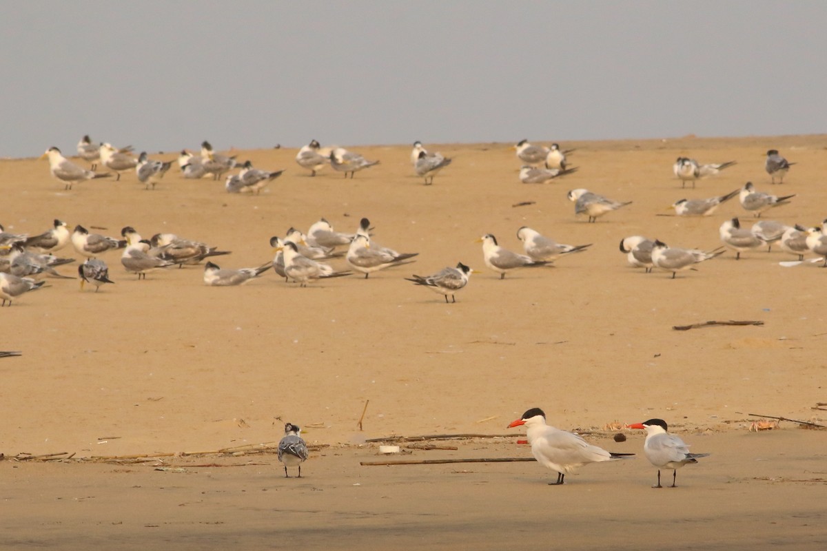 Caspian Tern - ML623068350