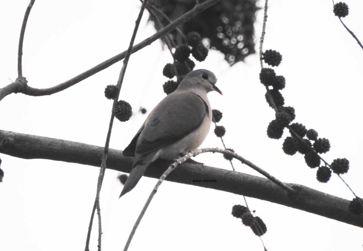 Black-billed Wood-Dove - ML623068390