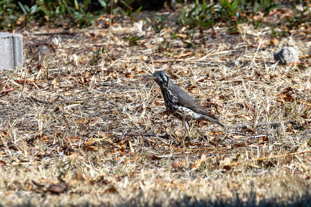 Groundscraper Thrush - ML623068395