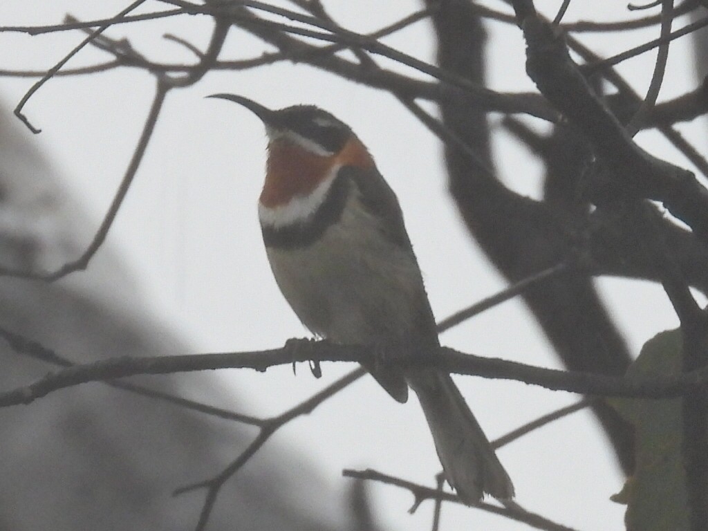 Western Spinebill - ML623068397