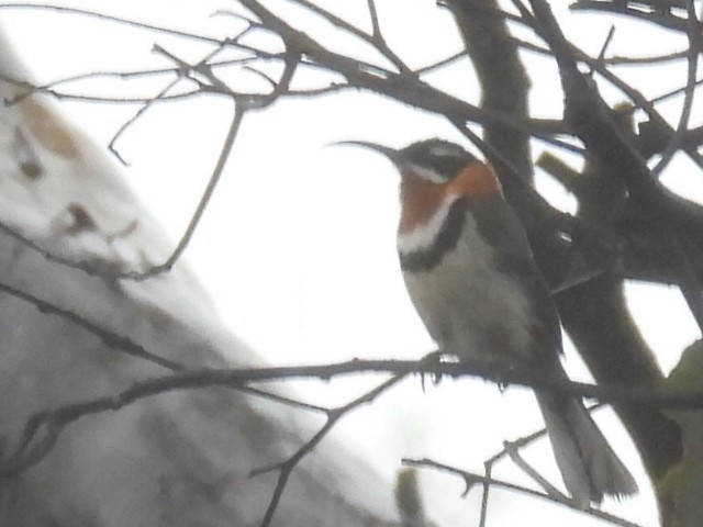 Western Spinebill - Scott Fox