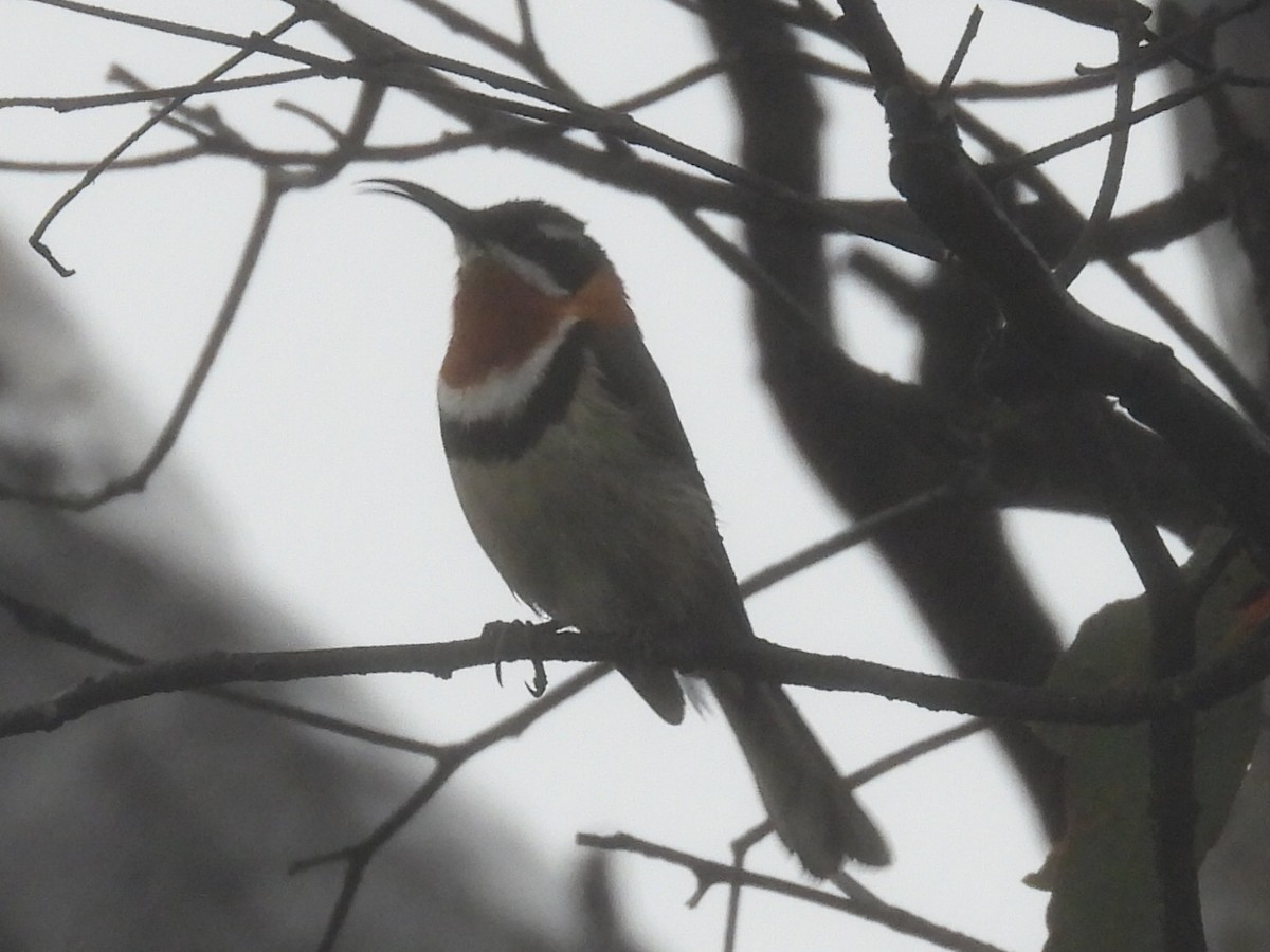 Western Spinebill - ML623068399