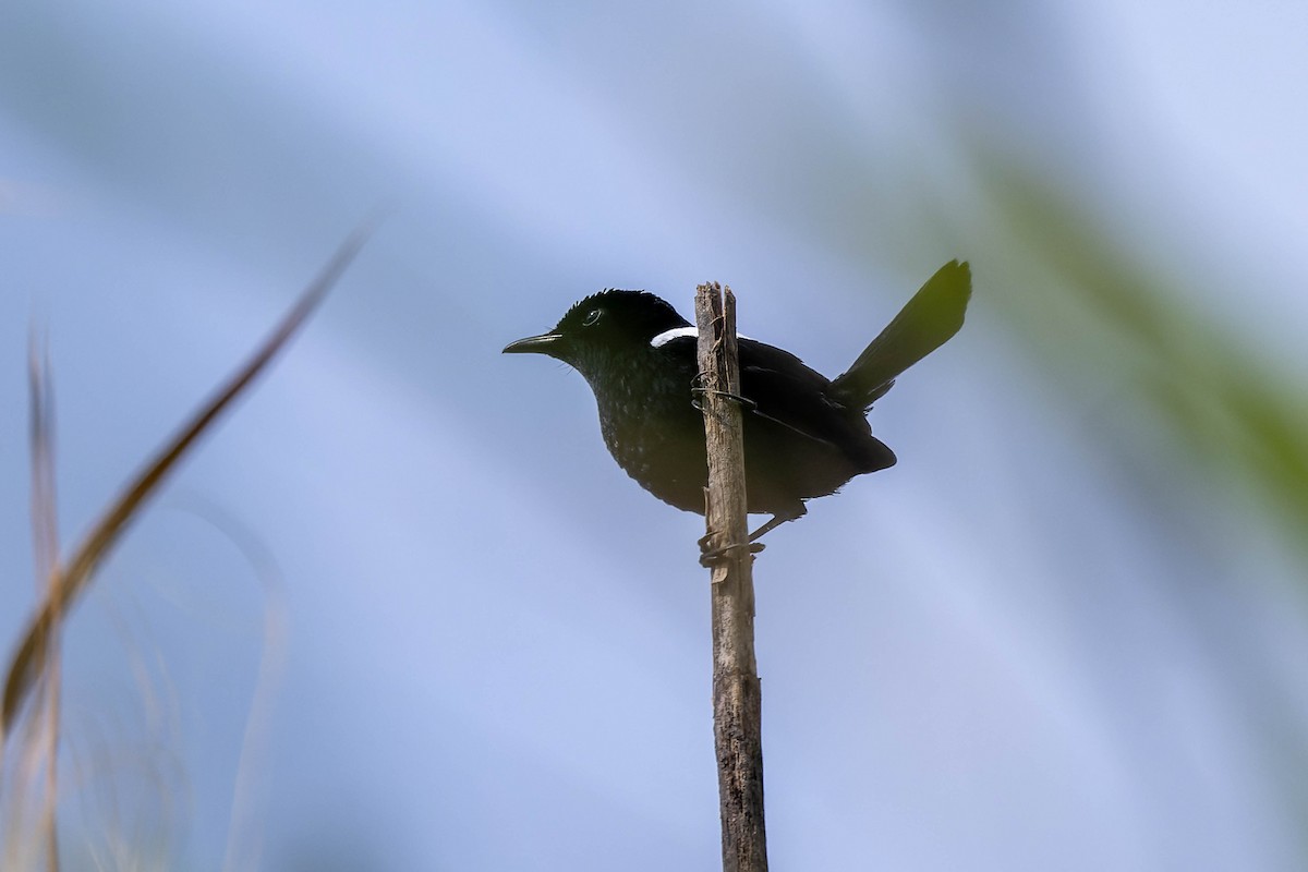 White-shouldered Fairywren - ML623068403