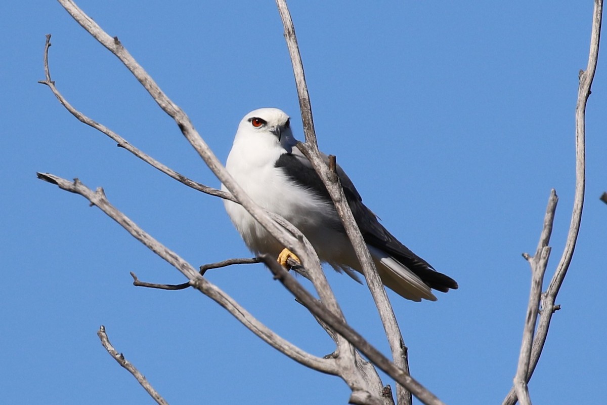 Black-shouldered Kite - ML623068479