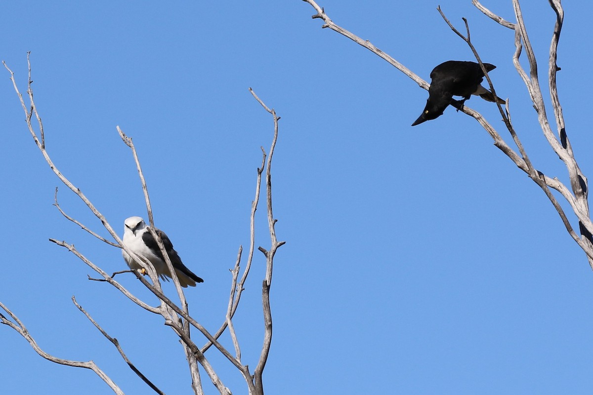 Black-shouldered Kite - ML623068480