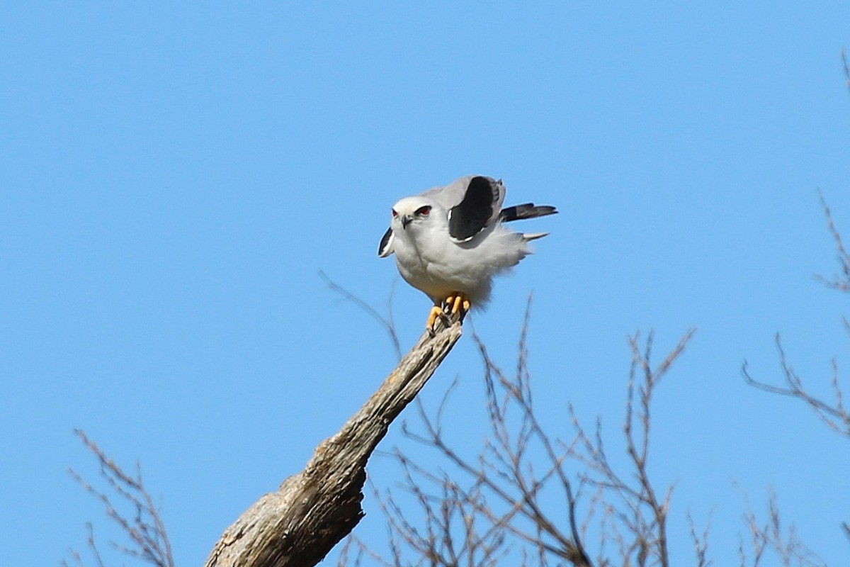 Black-shouldered Kite - ML623068481