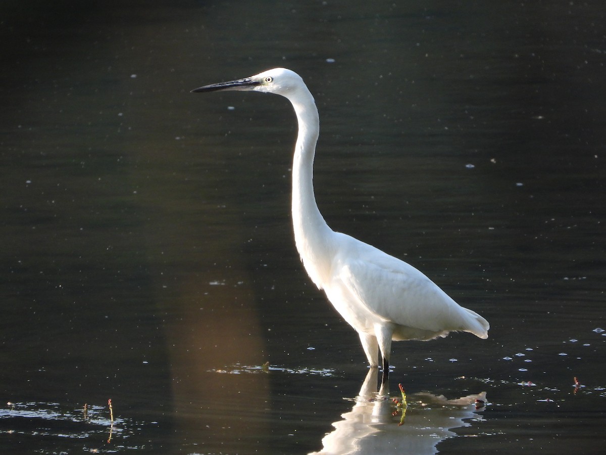 Little Egret - ML623068499