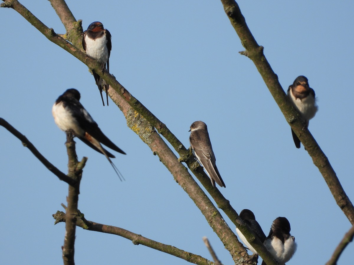 Bank Swallow - ML623068505