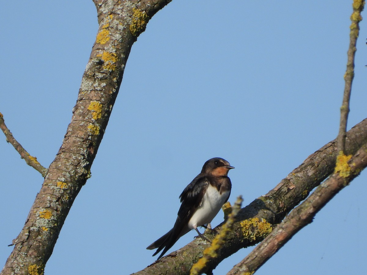 Barn Swallow - ML623068506