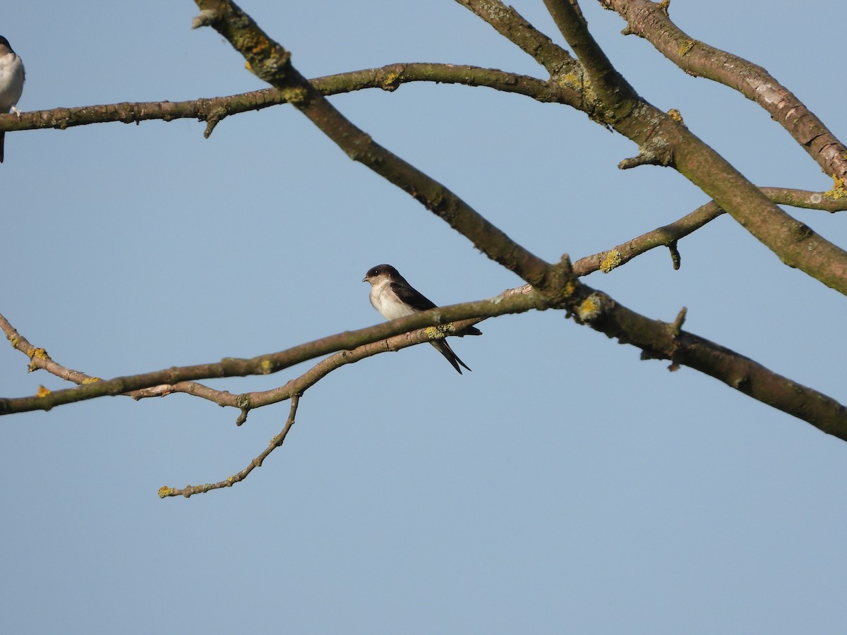 Western House-Martin - ML623068508