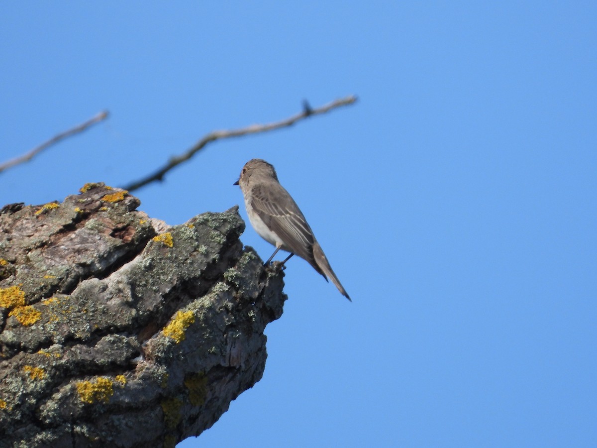 Spotted Flycatcher - ML623068514