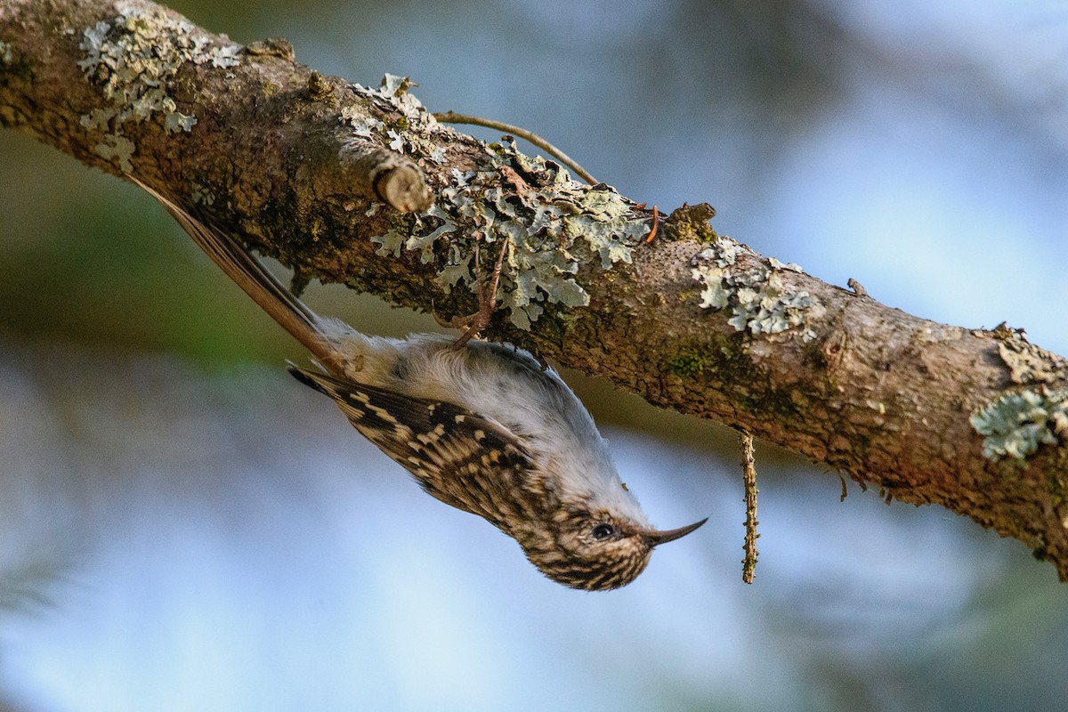 Brown Creeper - ML623068532