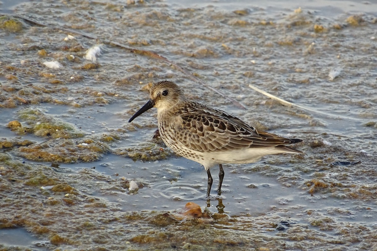 Dunlin - Antonio Espin Fernandez