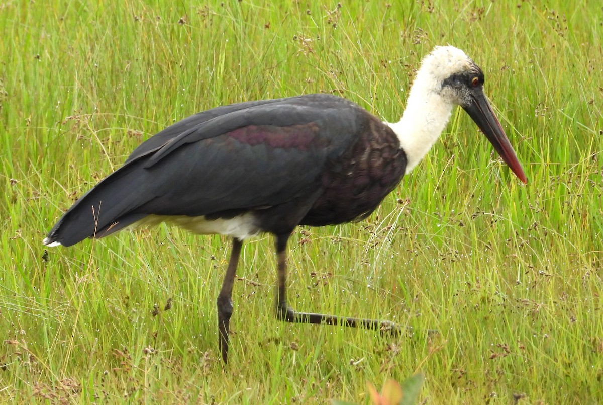 Afrika-Wollhalsstorch - ML623068575