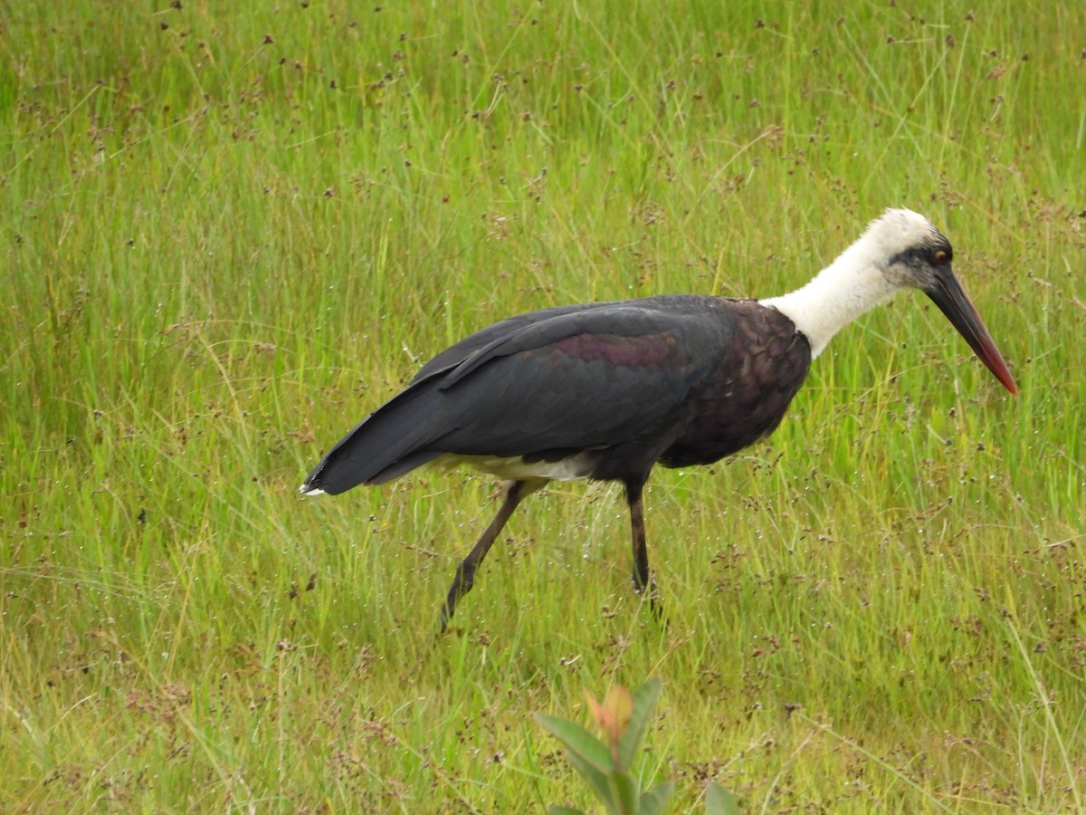 Afrika-Wollhalsstorch - ML623068576