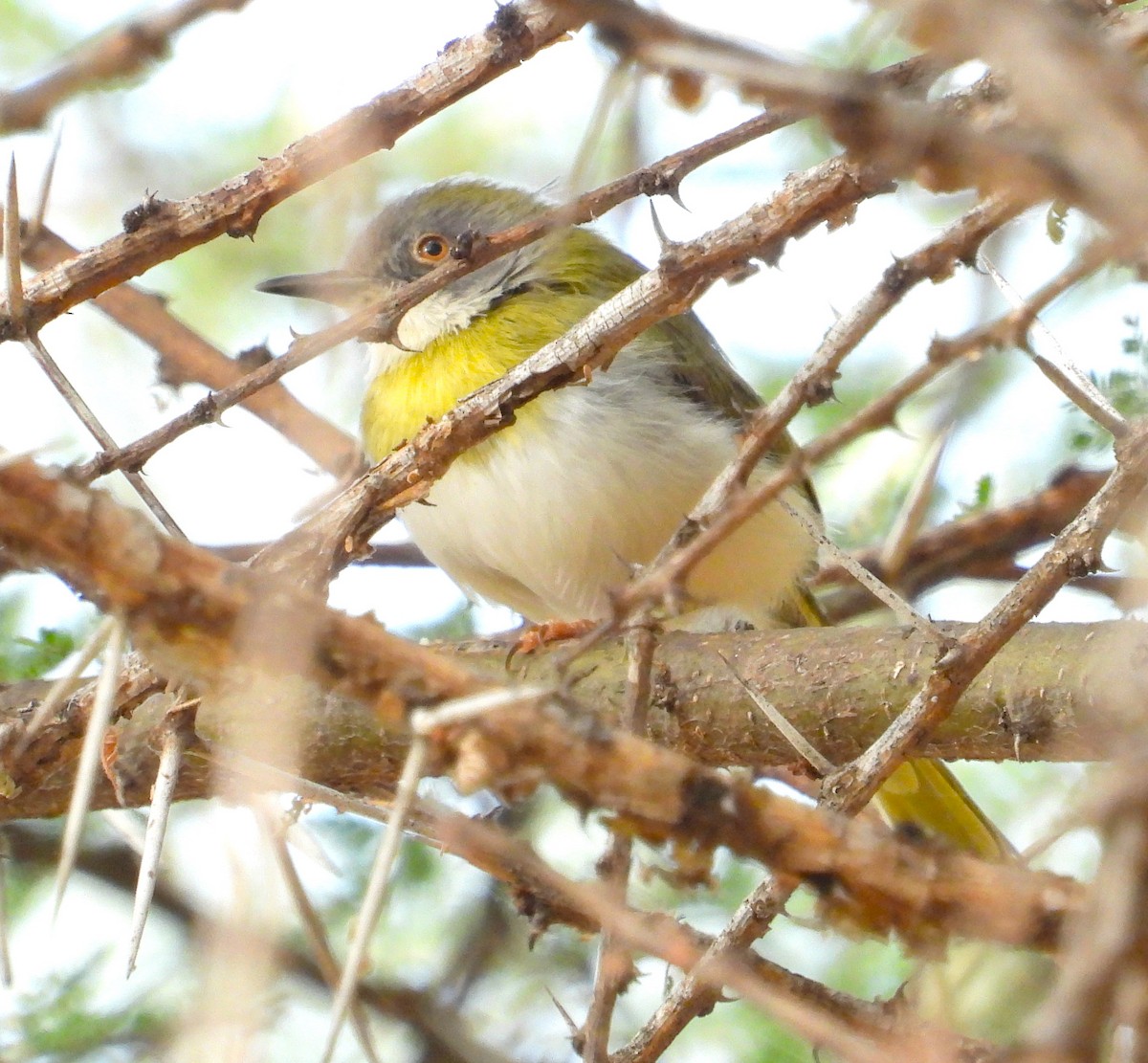 Yellow-breasted Apalis - ML623068838