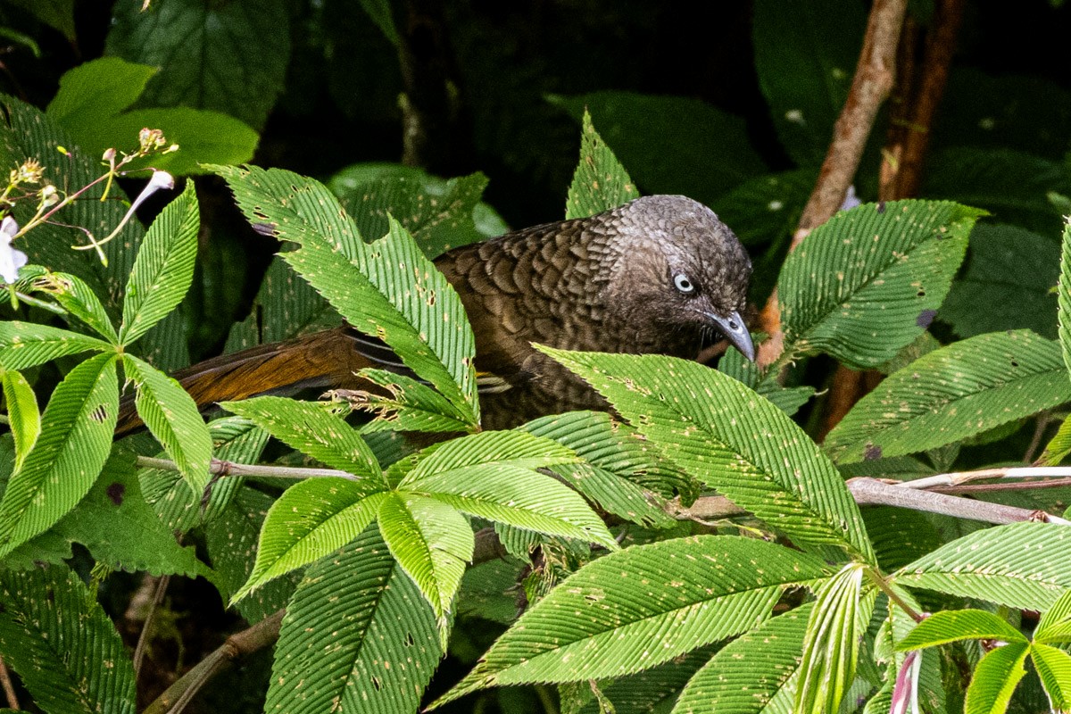 Scaly Laughingthrush - ML623068848