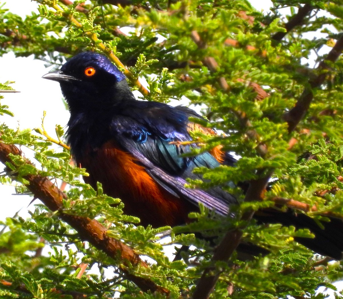 Shelley's Starling - ML623068858