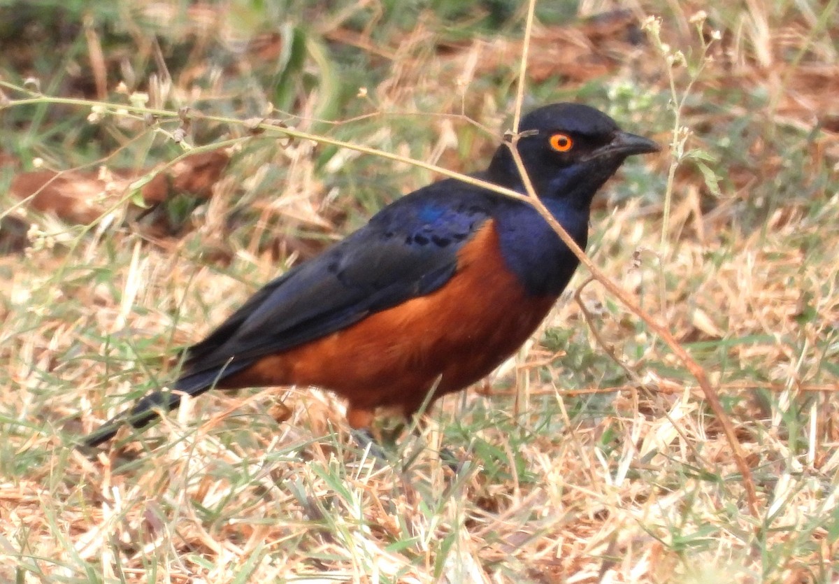 Shelley's Starling - ML623068859