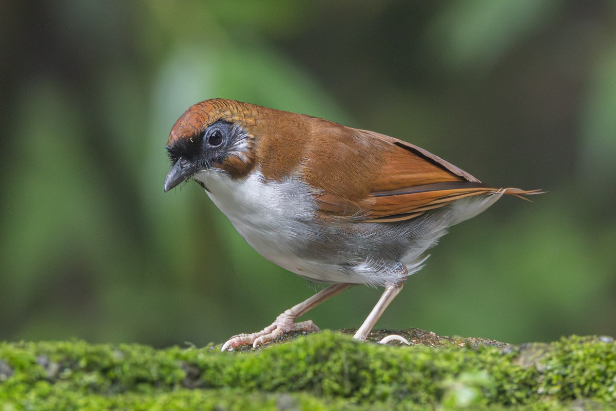 Gray-sided Laughingthrush - ML623068877