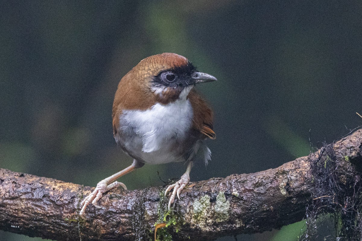 Gray-sided Laughingthrush - ML623068880