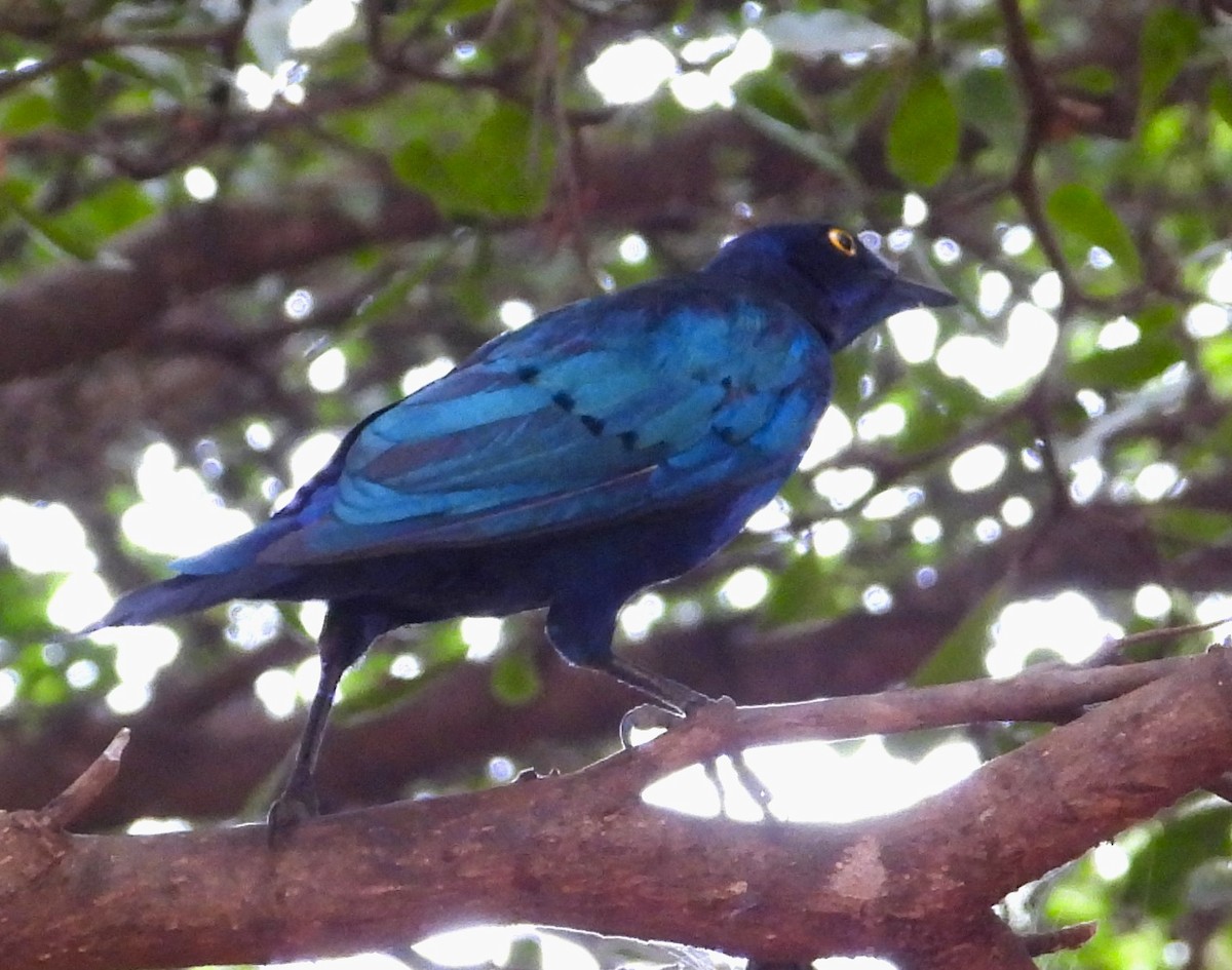 Lesser Blue-eared Starling (Lesser) - ML623068884