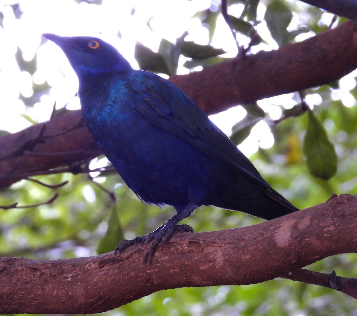 Lesser Blue-eared Starling (Lesser) - ML623068885