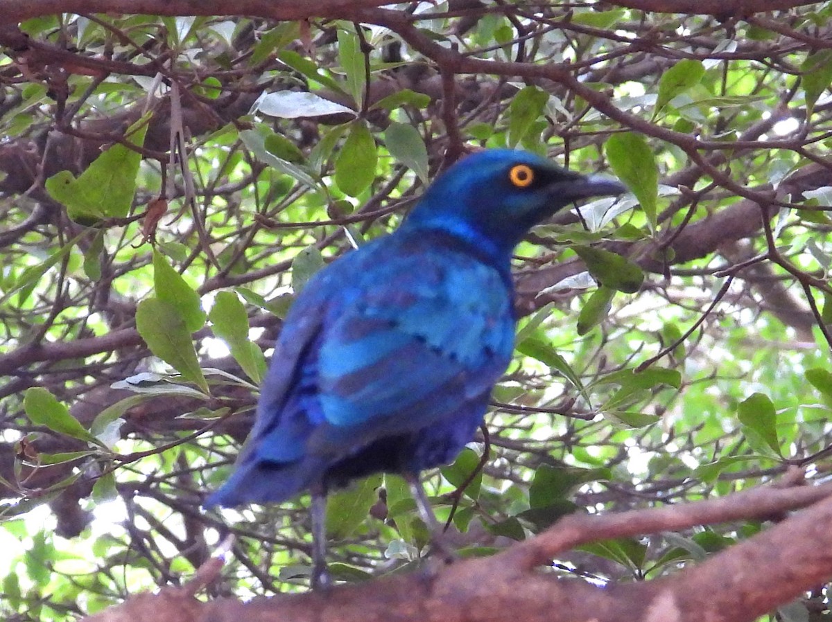 Lesser Blue-eared Starling (Lesser) - ML623068886