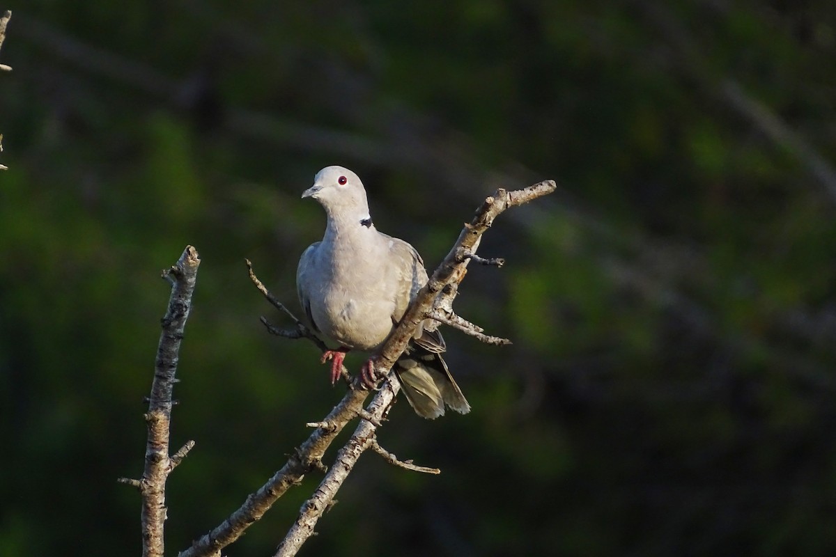 Eurasian Collared-Dove - Antonio Espin Fernandez