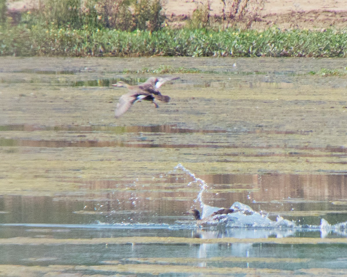 Gadwall - ML623068892