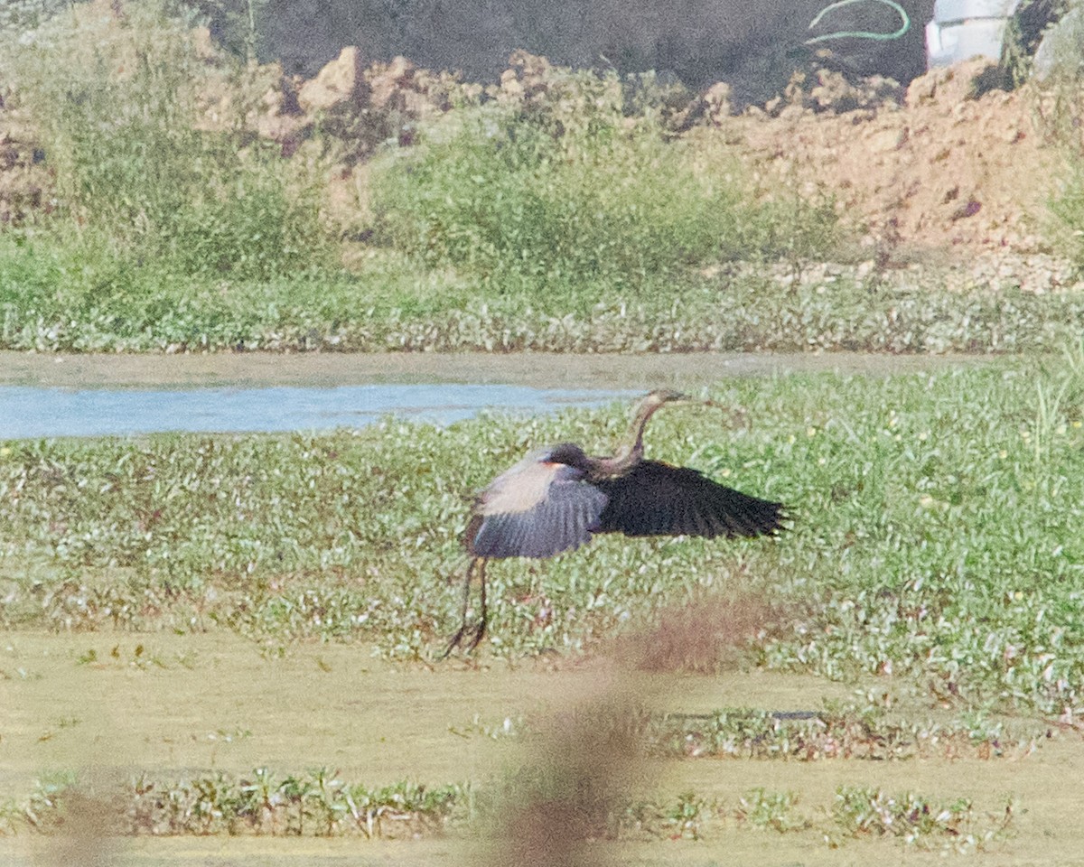 Great Blue Heron - ML623068903
