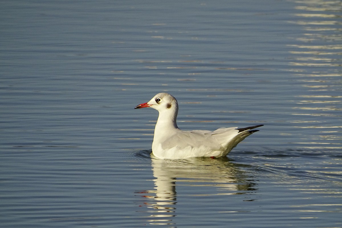 Black-headed Gull - ML623068904