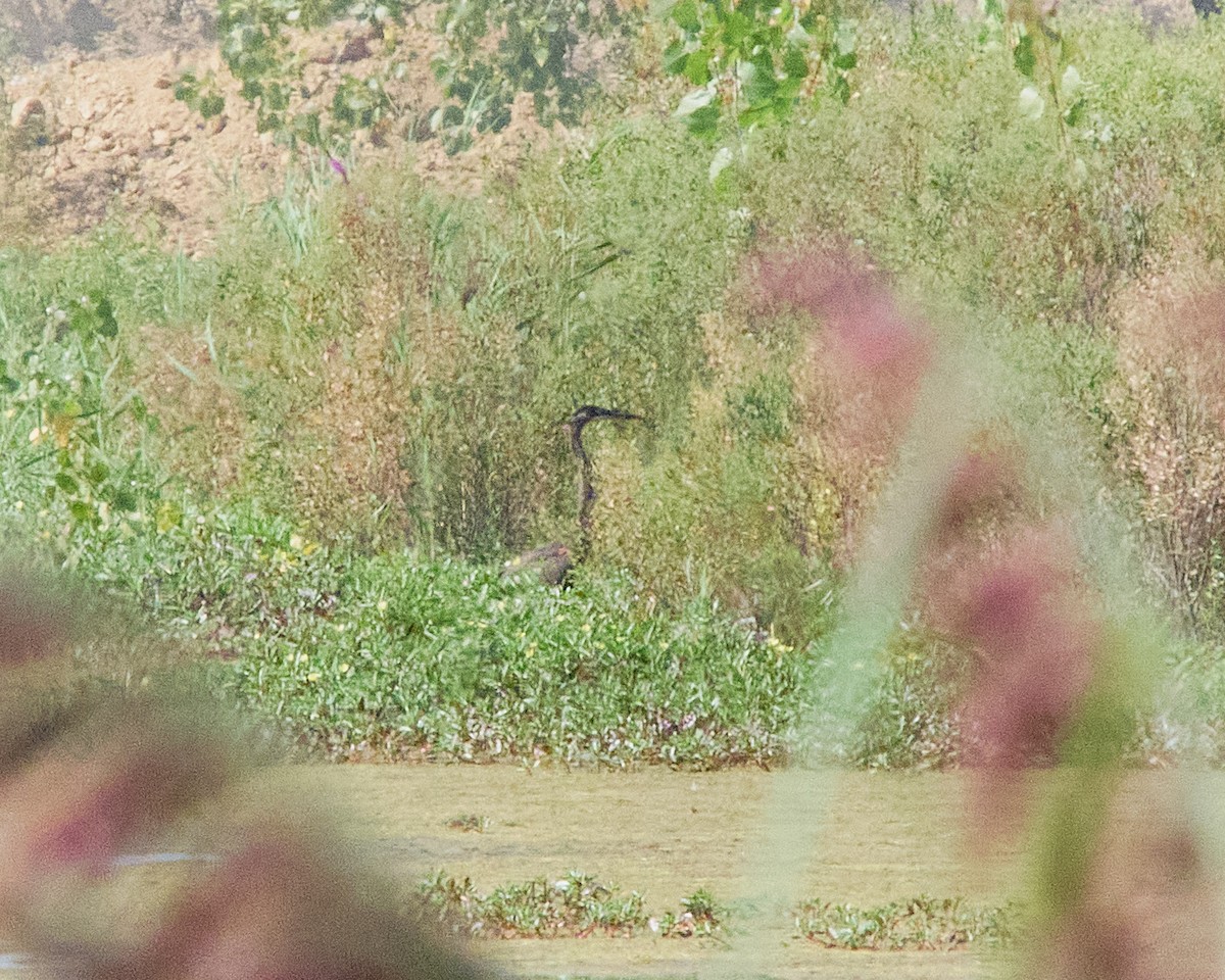 Great Blue Heron - ML623068905