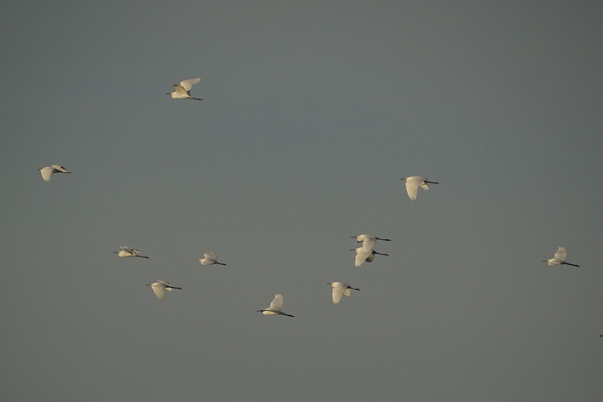 Little Egret - ML623068909