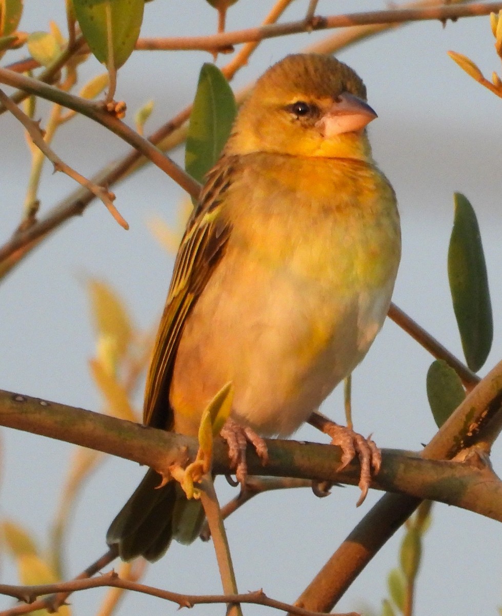 Vitelline Masked-Weaver - ML623068940