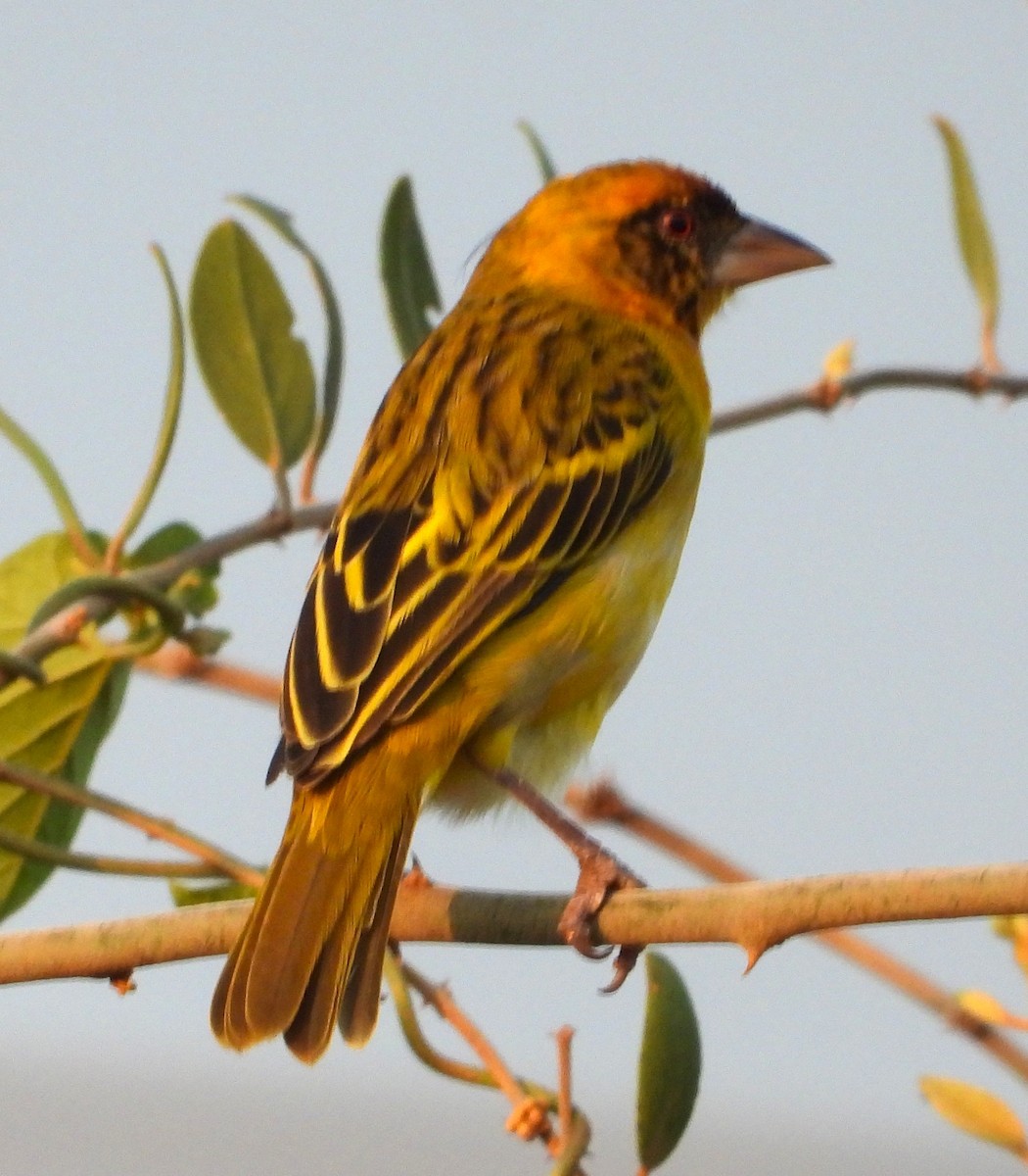 Vitelline Masked-Weaver - ML623068941