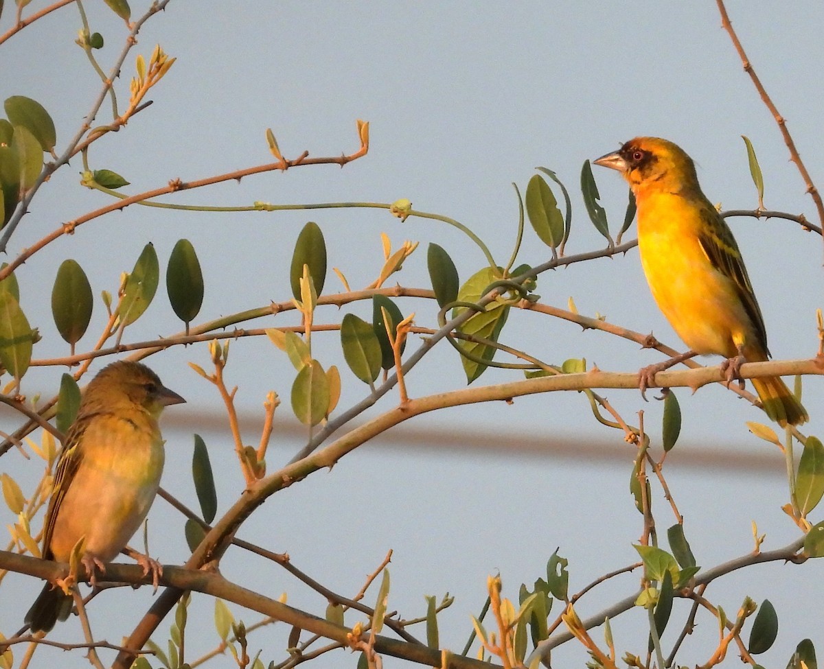 Vitelline Masked-Weaver - ML623068942