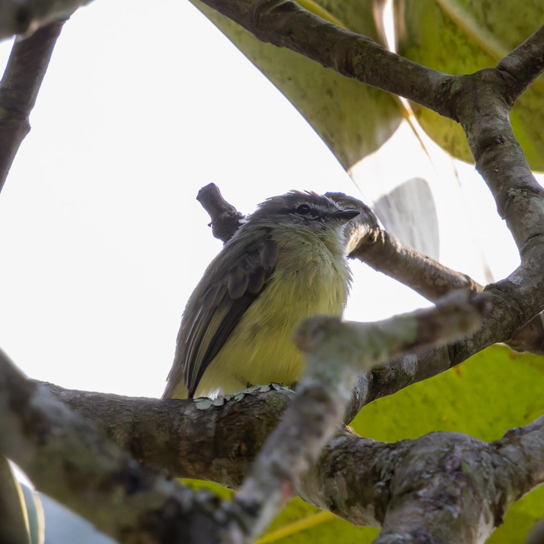 Sooty-headed Tyrannulet - ML623069105