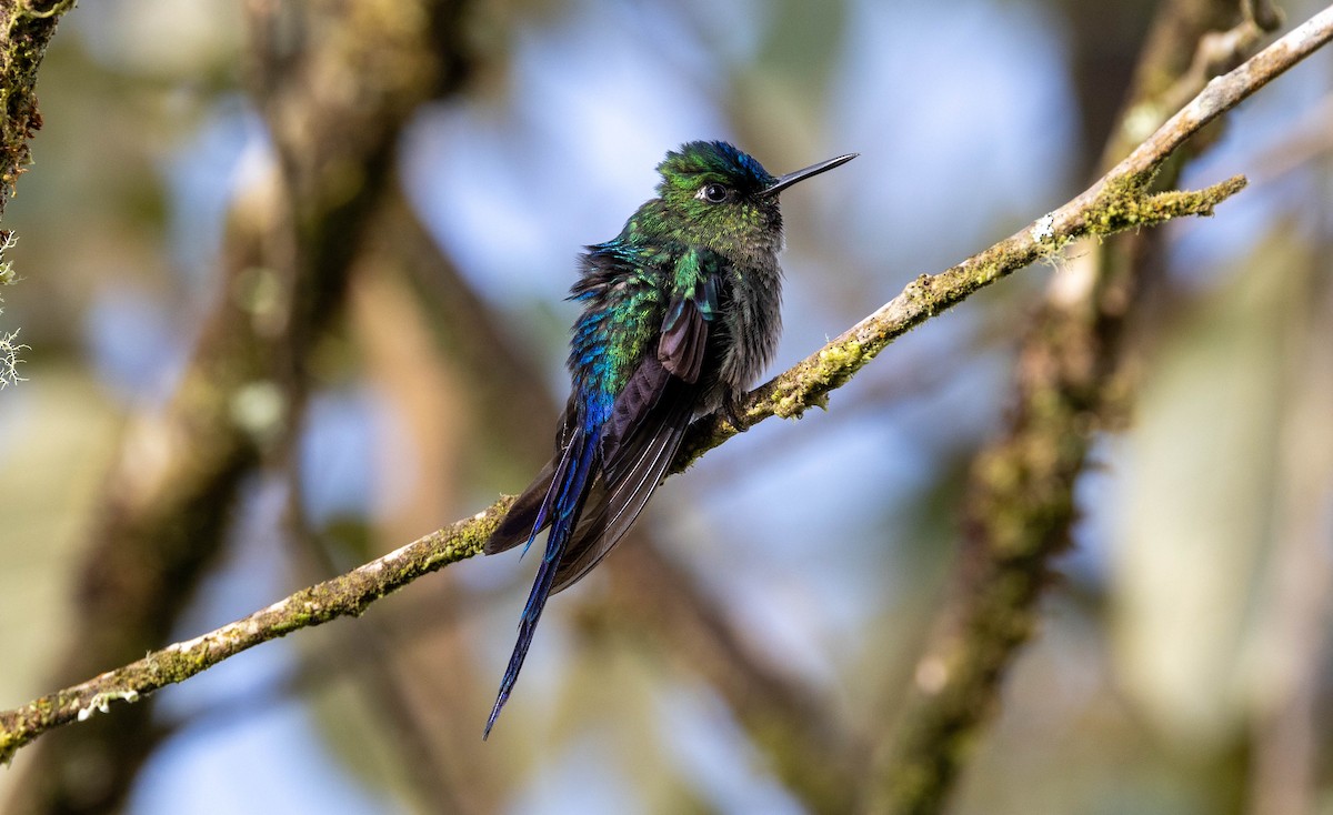 Violet-tailed Sylph - ML623069110