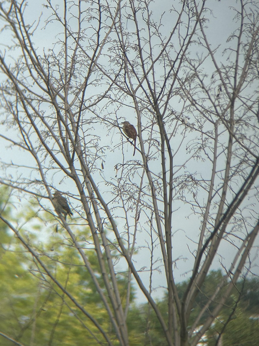 Brown Thrasher - ML623069165