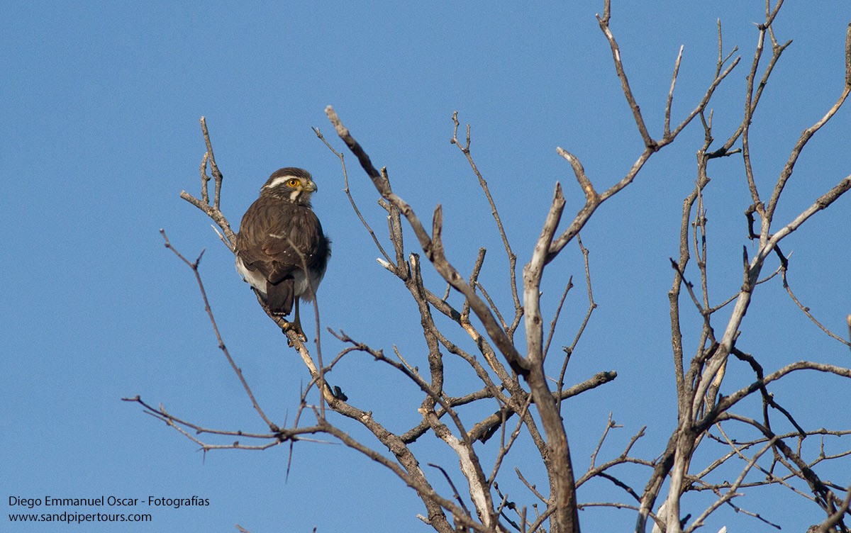 Spot-winged Falconet - ML623069331