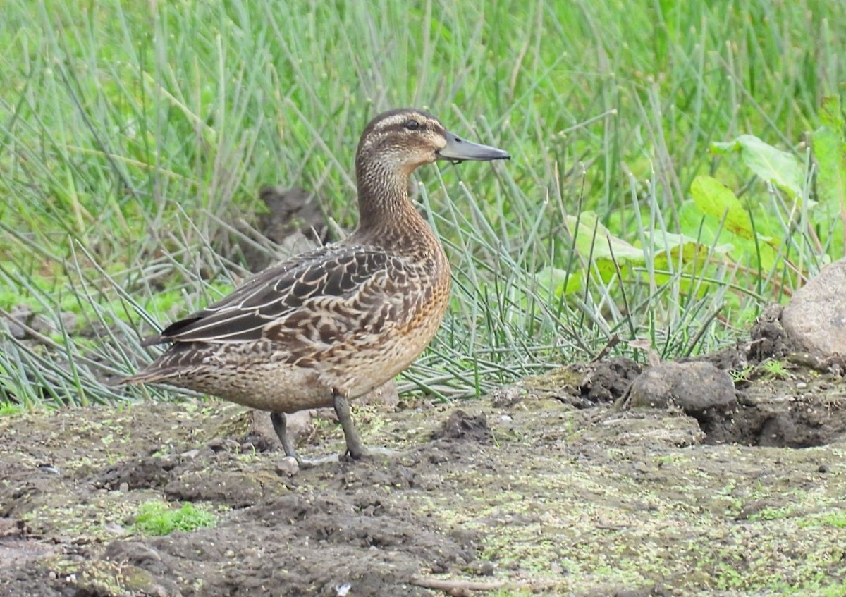 Garganey - ML623069337