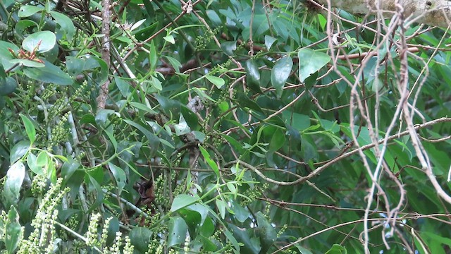 Elegant Euphonia - ML623069351