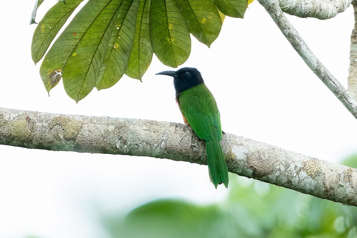 Black-headed Bee-eater - ML623069372