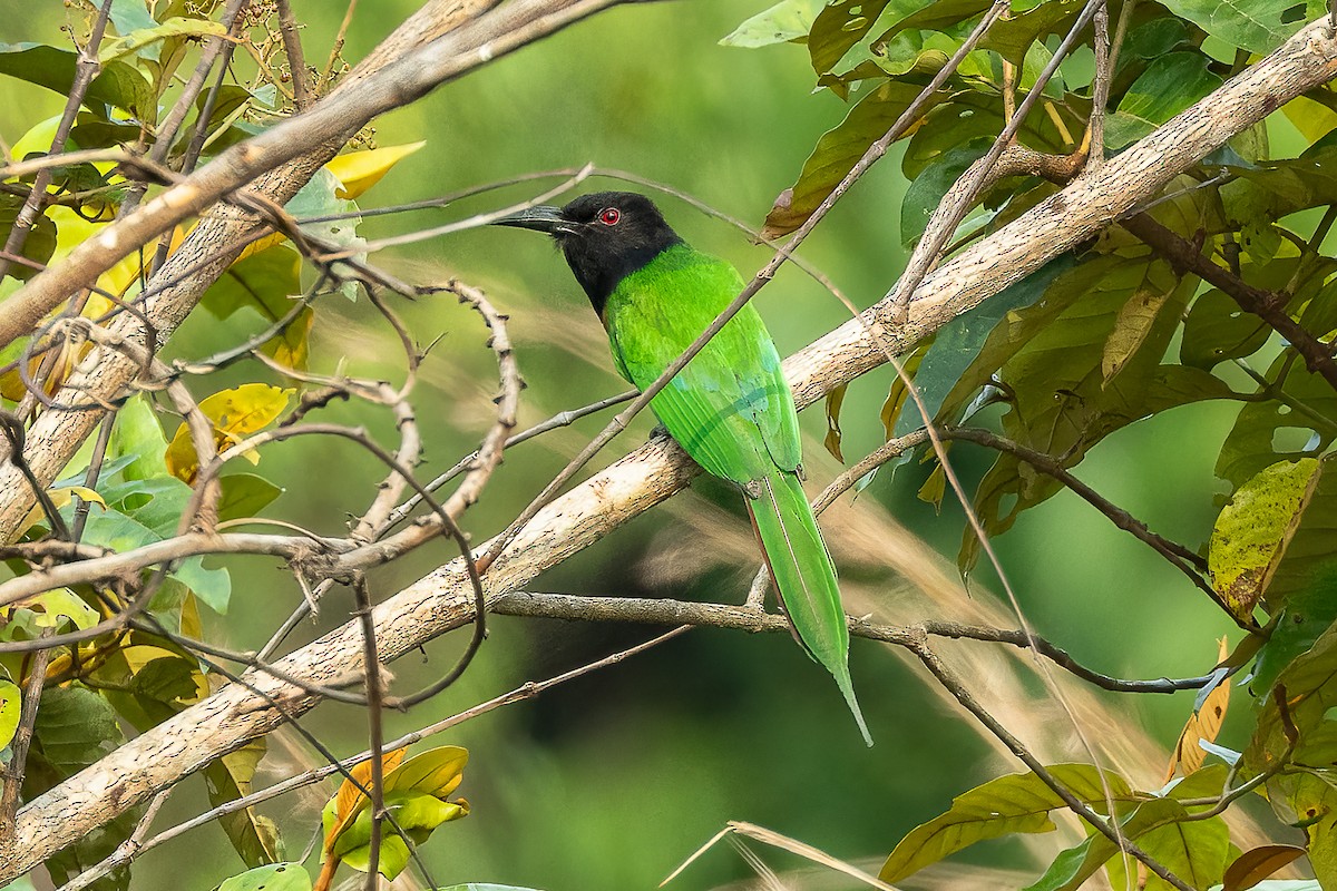 Black-headed Bee-eater - ML623069379