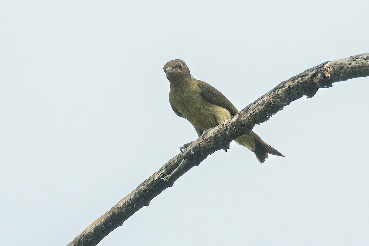 Lyre-tailed Honeyguide - ML623069420