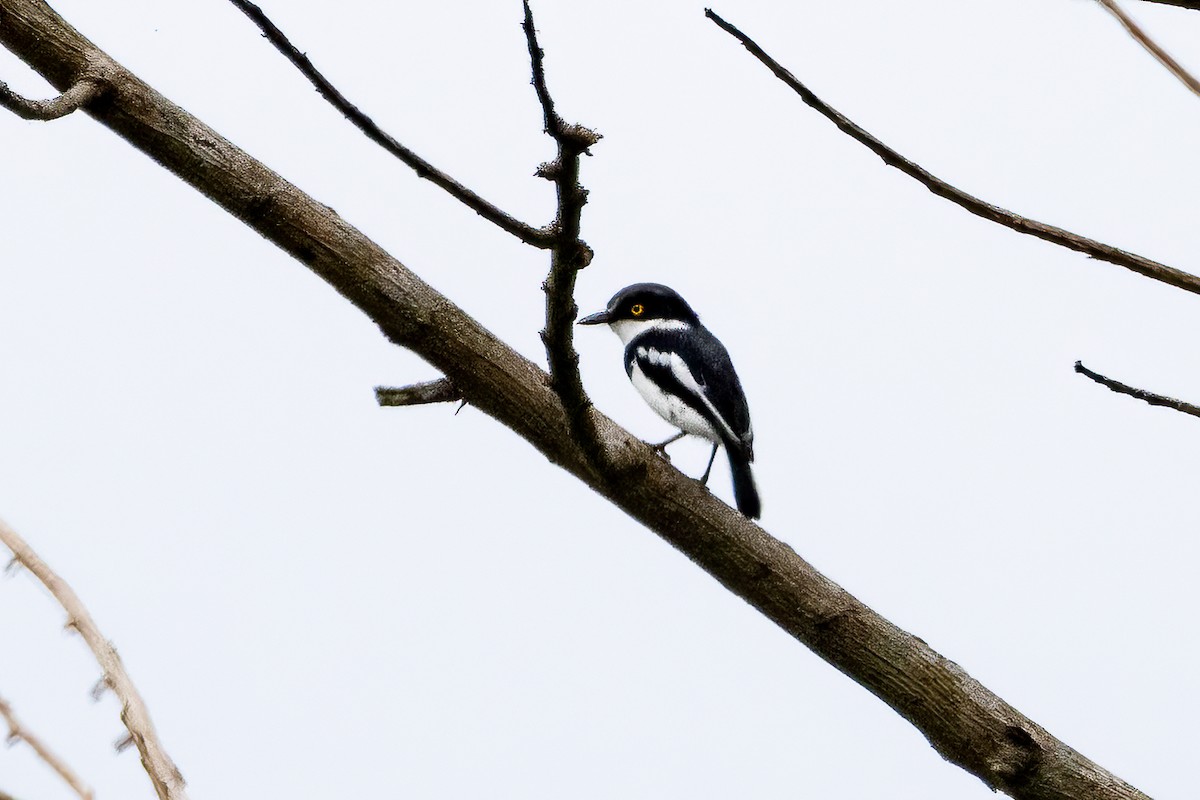 West African Batis - ML623069433