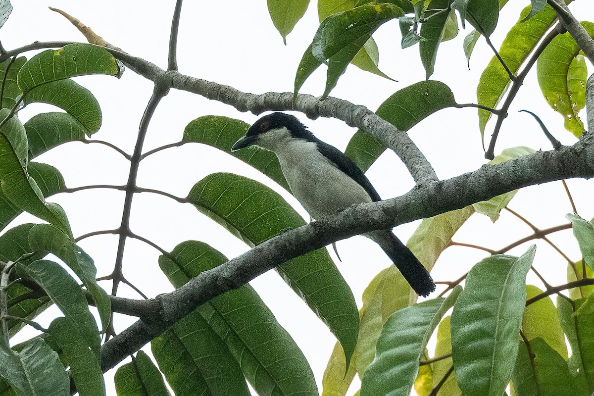 Red-eyed Puffback - ML623069438