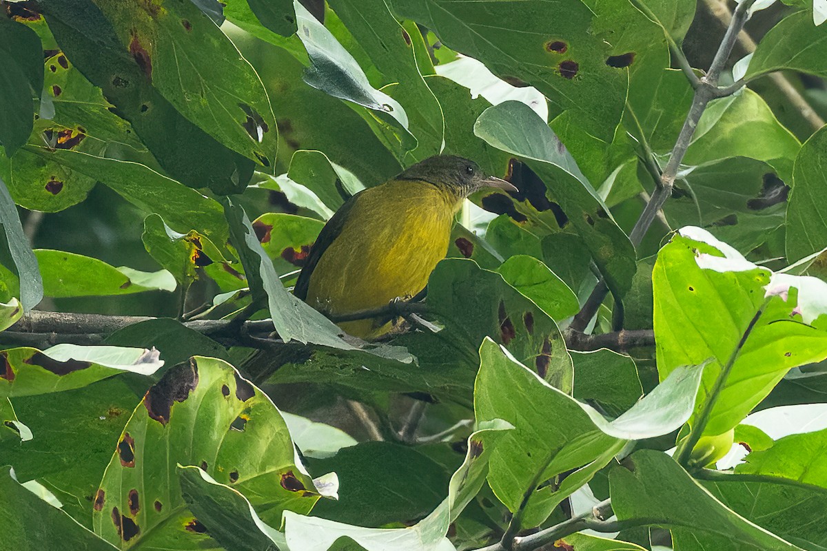 Bulbul Dorado - ML623069463